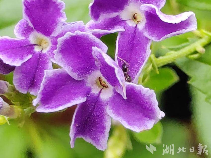 土豪炸金花三张牌